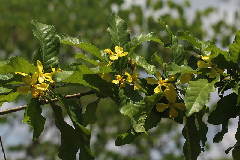 Hugonia orientalis photo 6