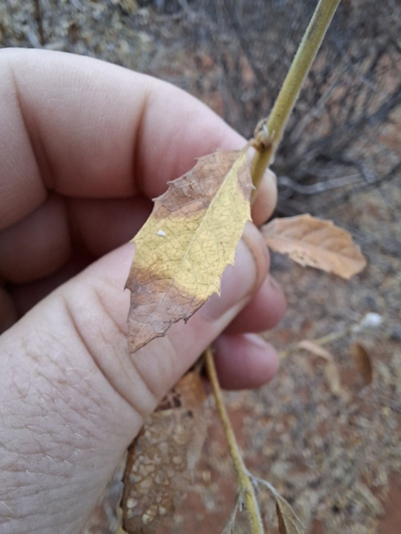 Hugonia orientalis photo 7
