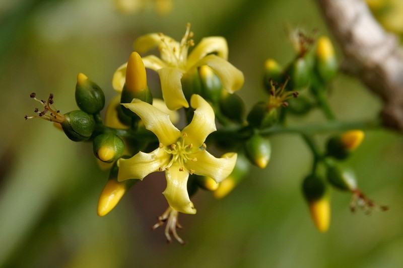 Hugonia penicillanthemum
