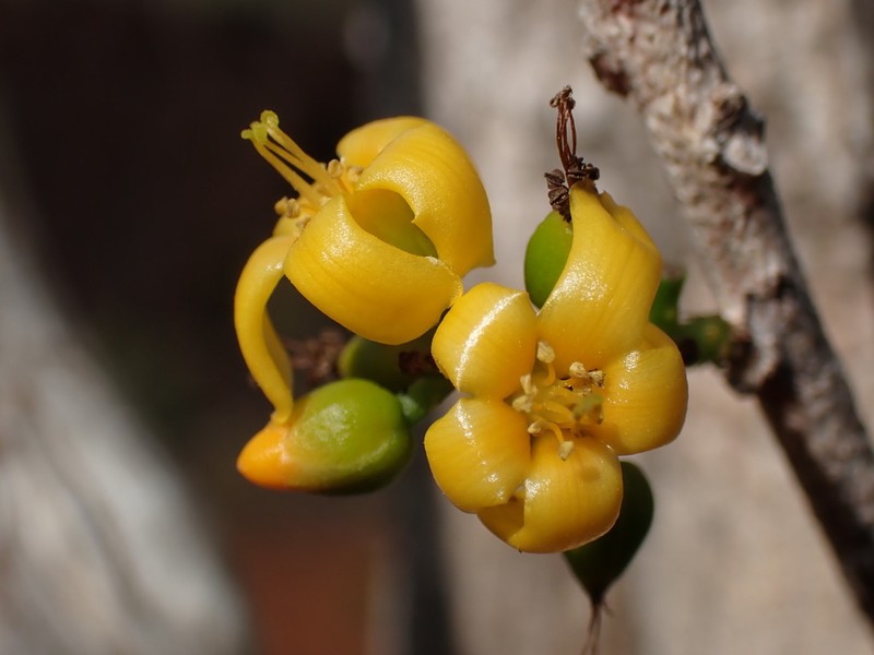 Hugonia penicillanthemum photo 2