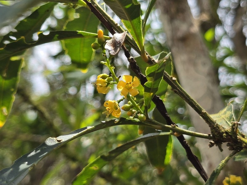 Hugonia penicillanthemum photo 3