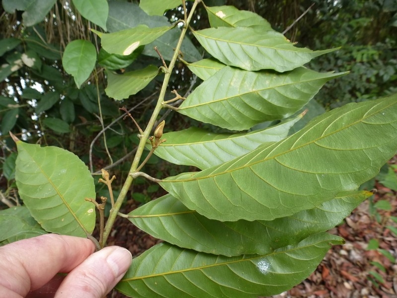 Hugonia planchonii