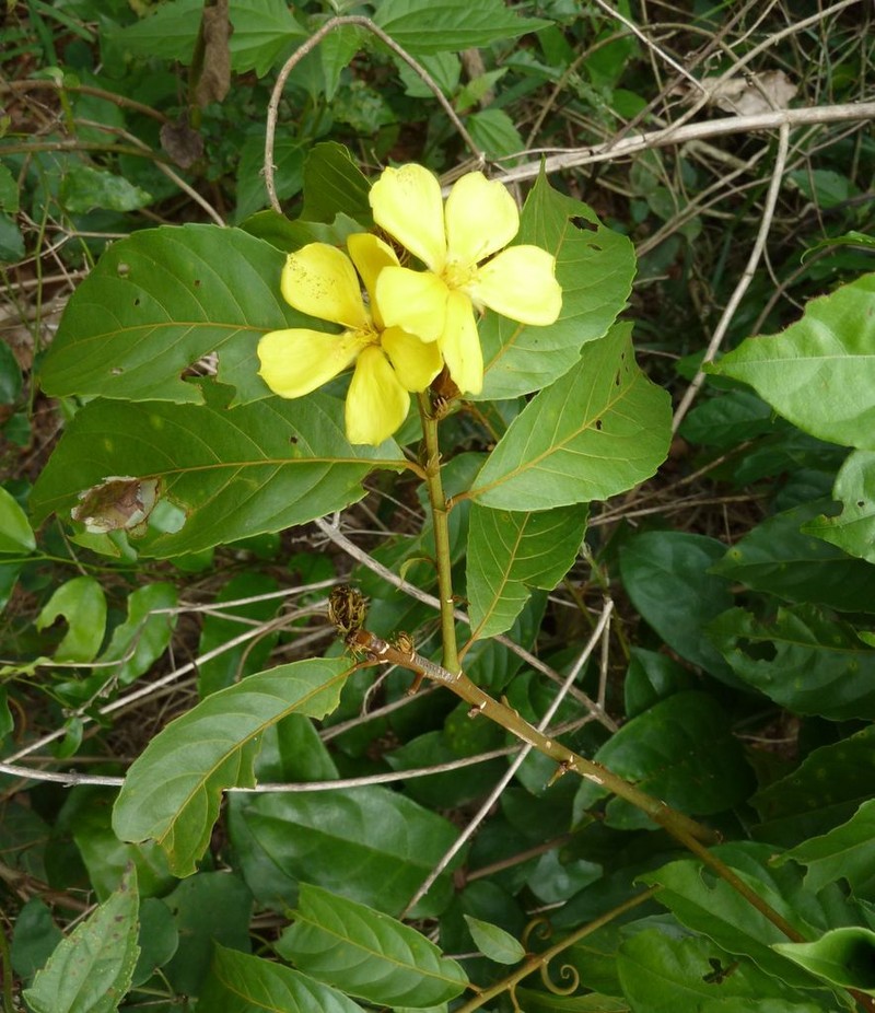 Hugonia planchonii photo 2
