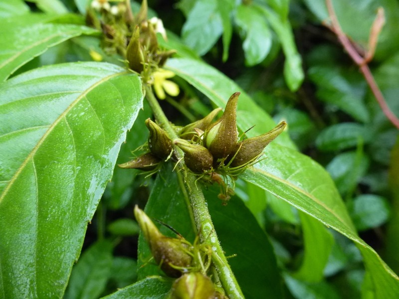 Hugonia planchonii photo 3