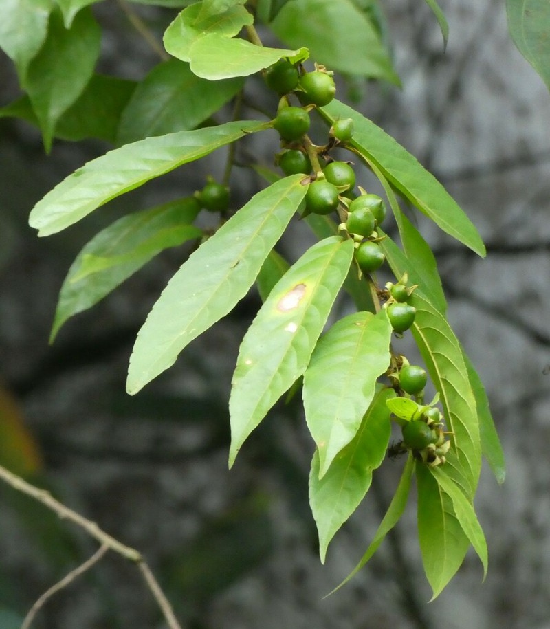 Hugonia planchonii photo 4