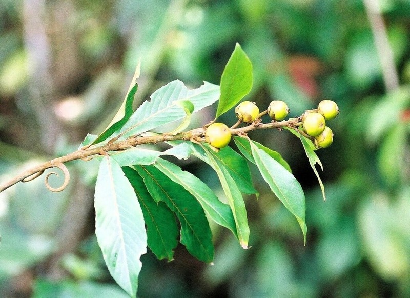 Hugonia platysepala photo 3