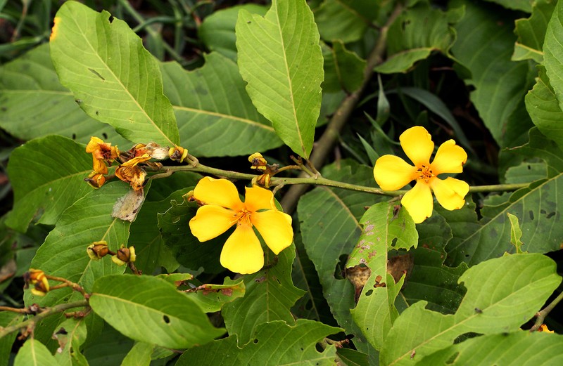 Hugonia platysepala photo 4