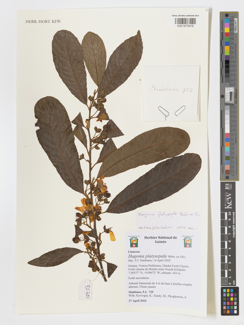 Hugonia platysepala photo 5