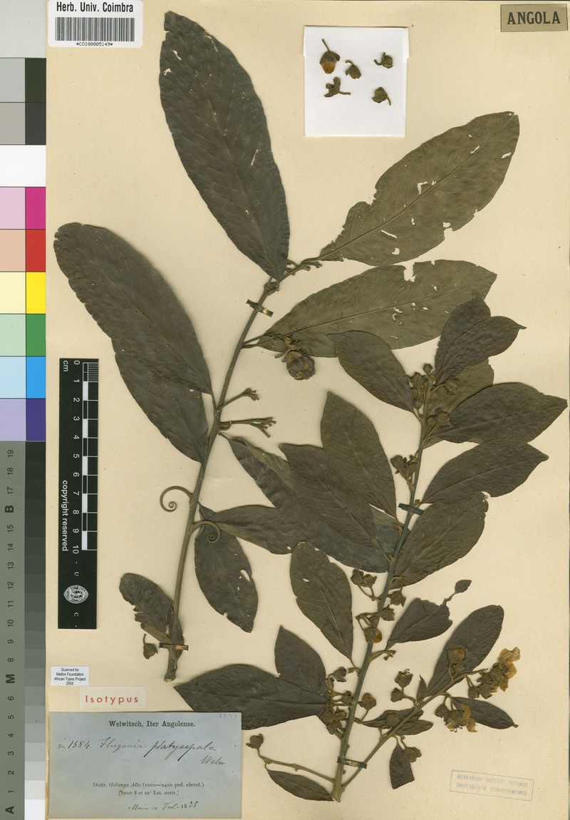 Hugonia platysepala