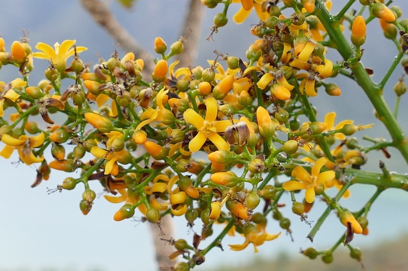 Hugonia racemosa