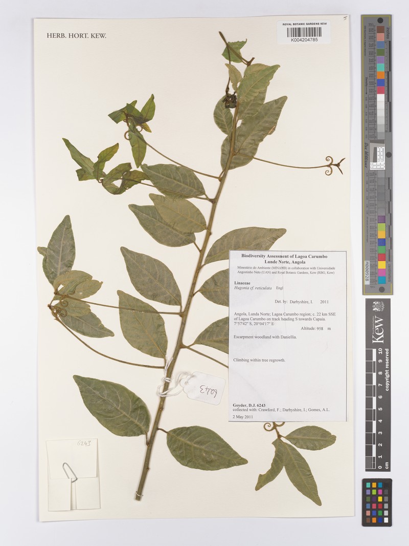 Hugonia reticulata