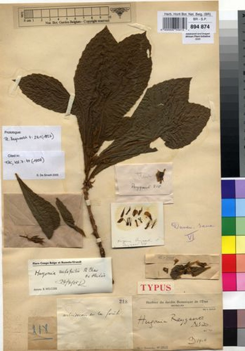 Hugonia rufopilis