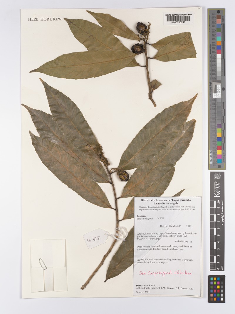 Hugonia sapinii