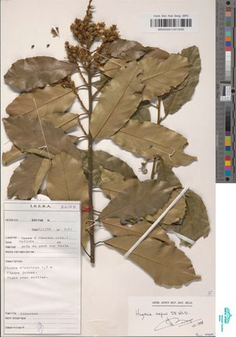 Hugonia sapinii photo 2