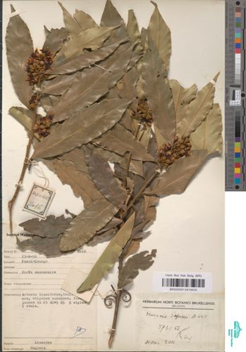 Hugonia sapinii photo 3