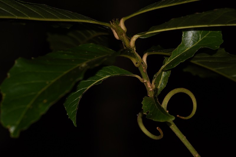 Hugonia serrata