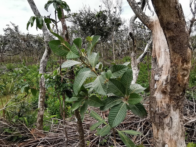 Hugonia serrata photo 2