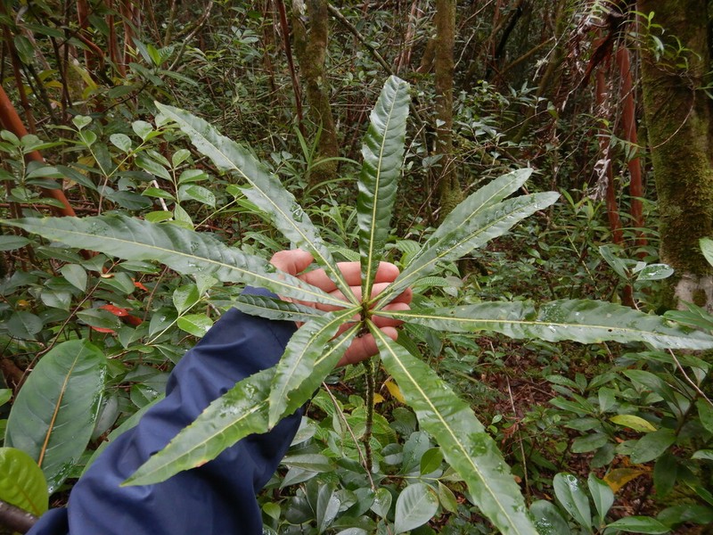 Hugonia serrata photo 3
