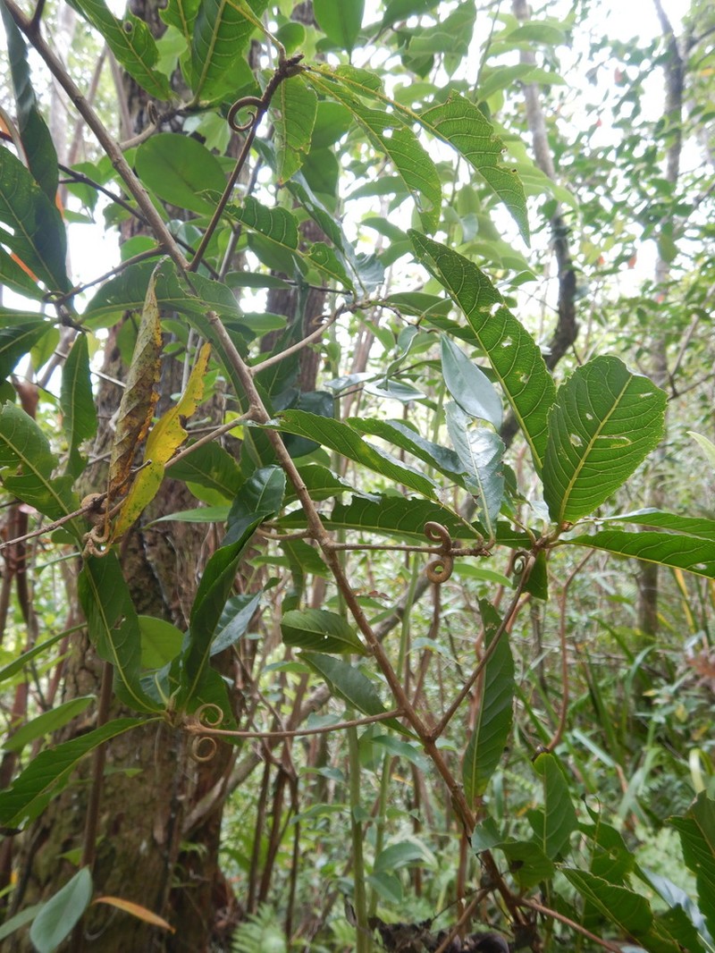 Hugonia serrata photo 4