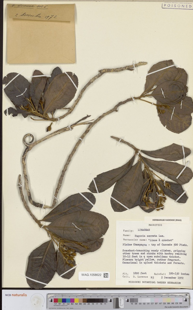 Hugonia serrata photo 7