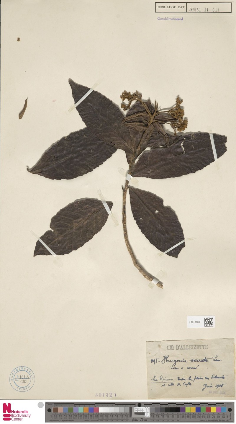 Hugonia serrata photo 8