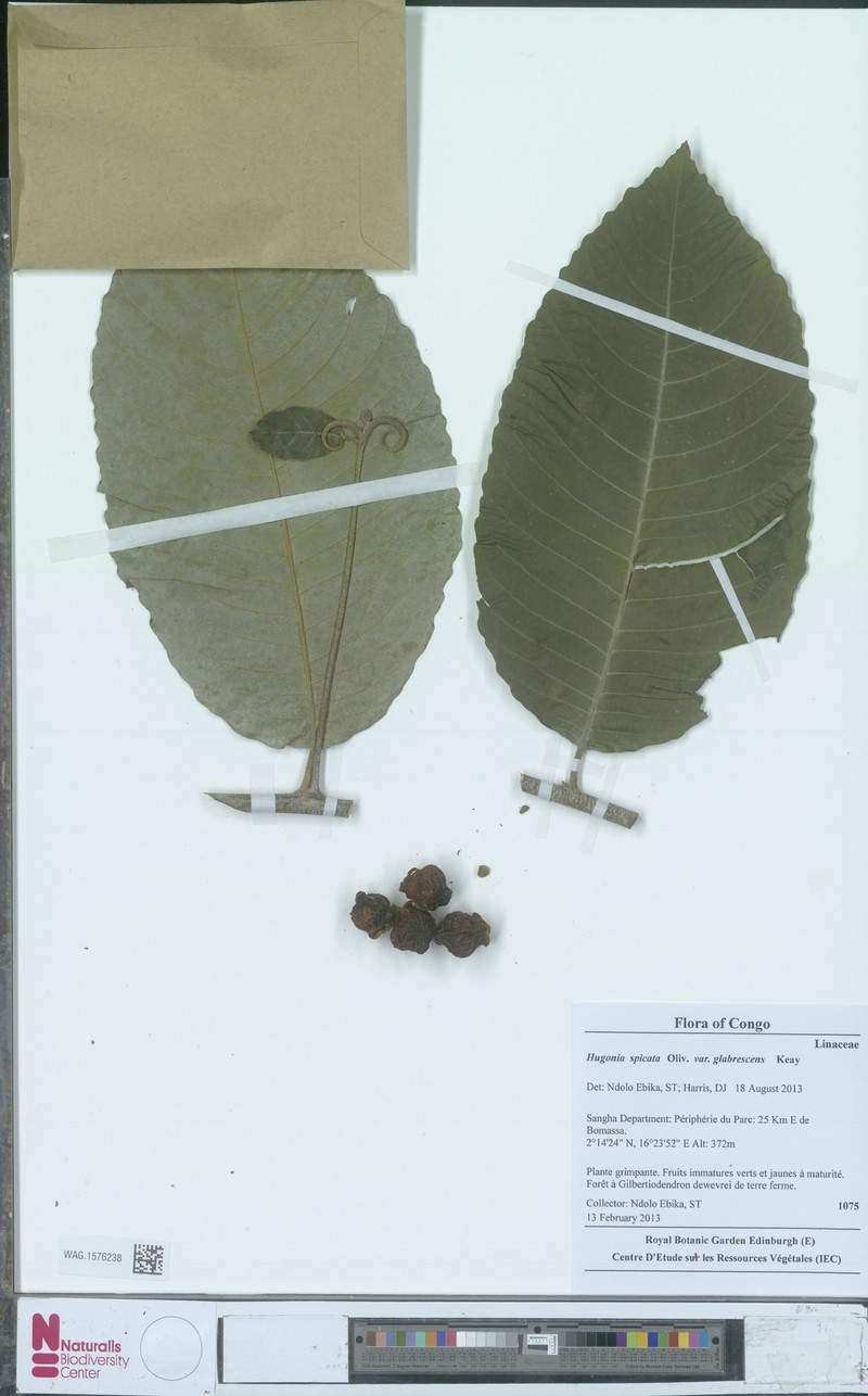 Hugonia spicata