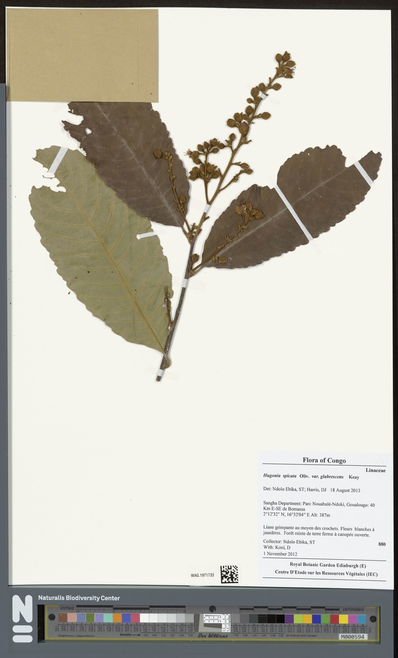 Hugonia spicata photo 2