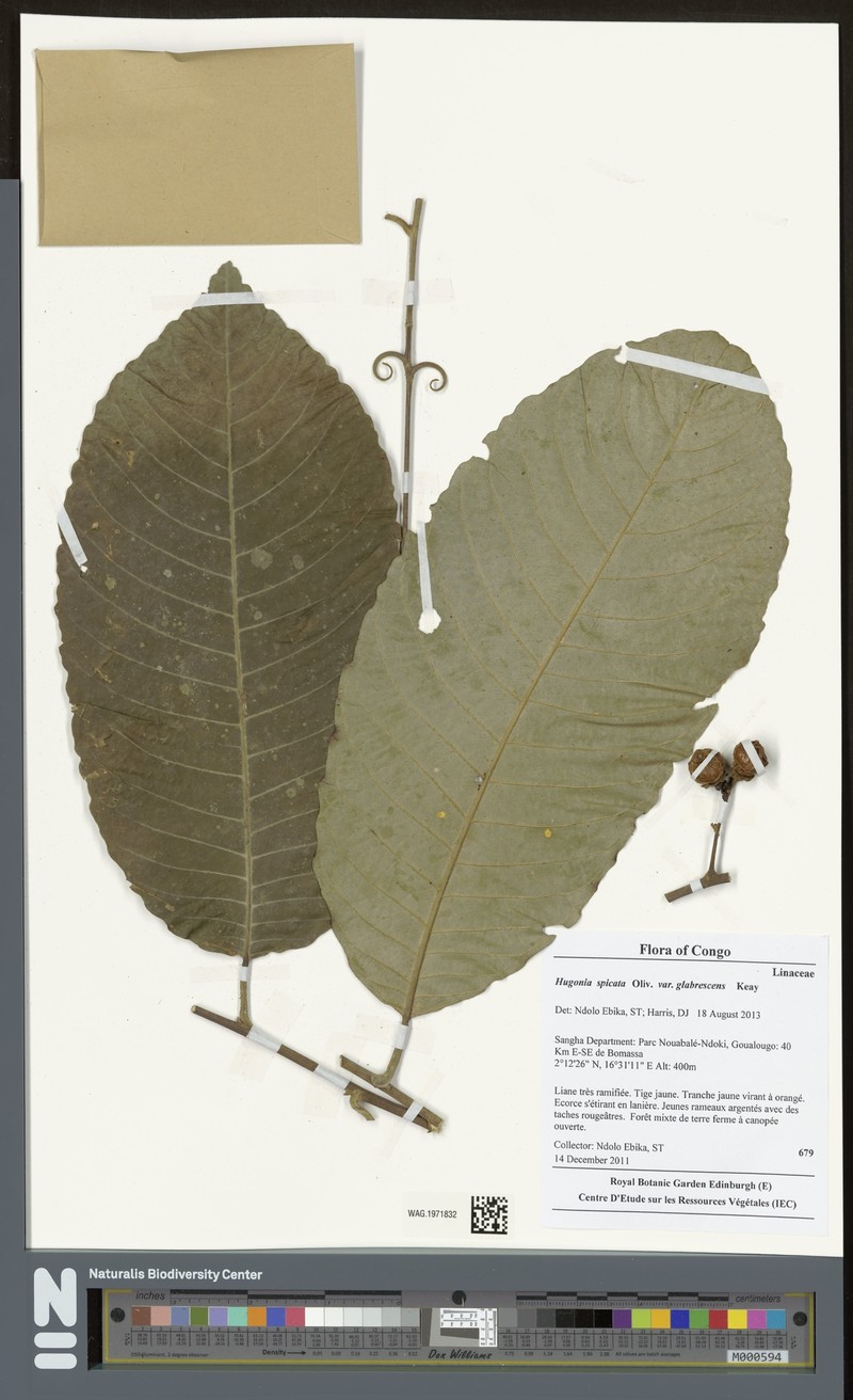 Hugonia spicata var. glabrescens photo 3