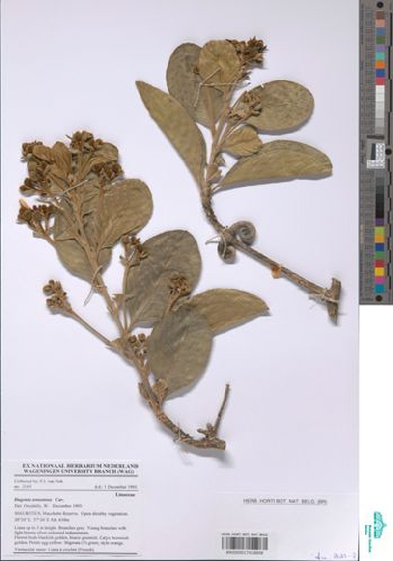 Hugonia tomentosa