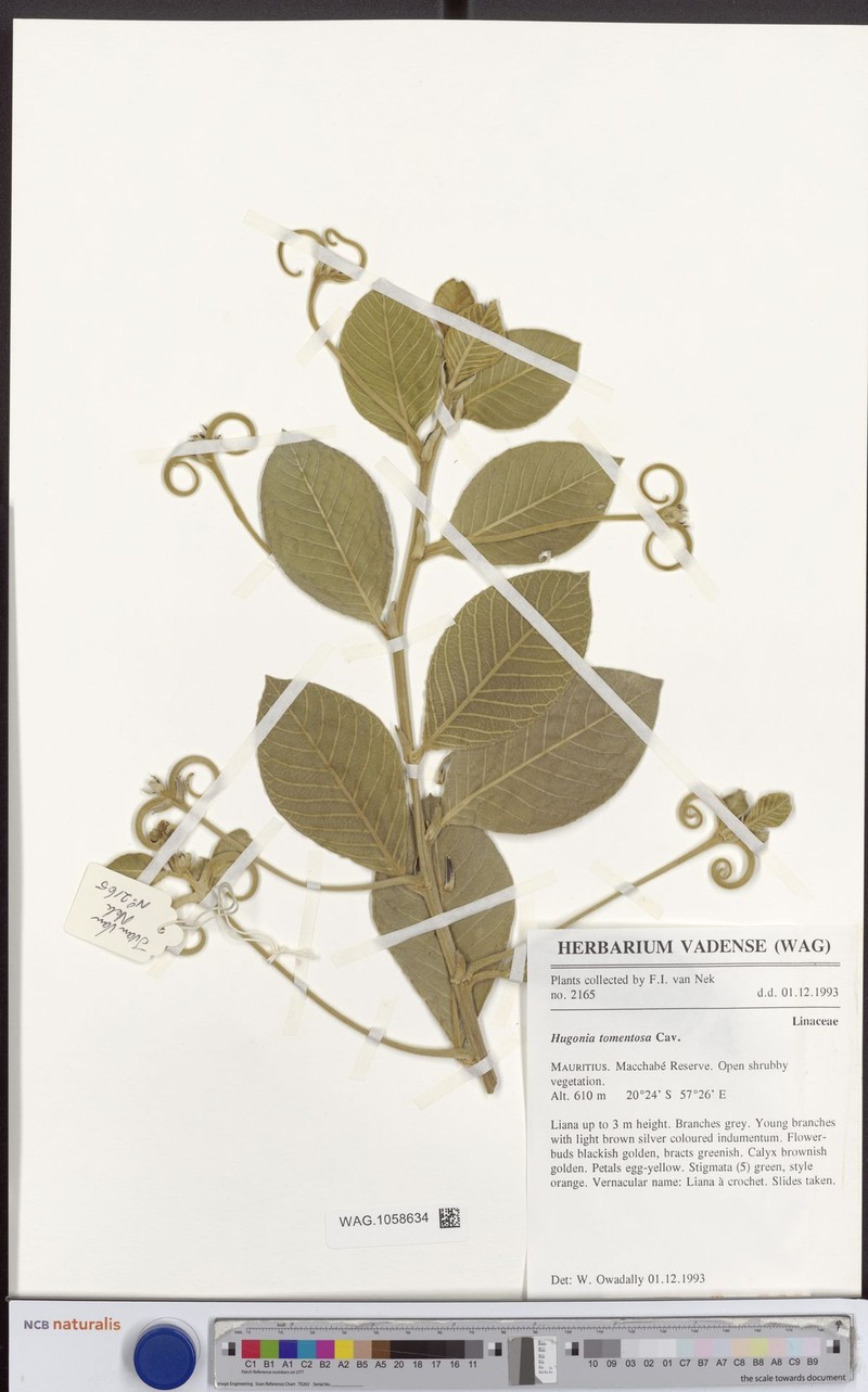 Hugonia tomentosa photo 2
