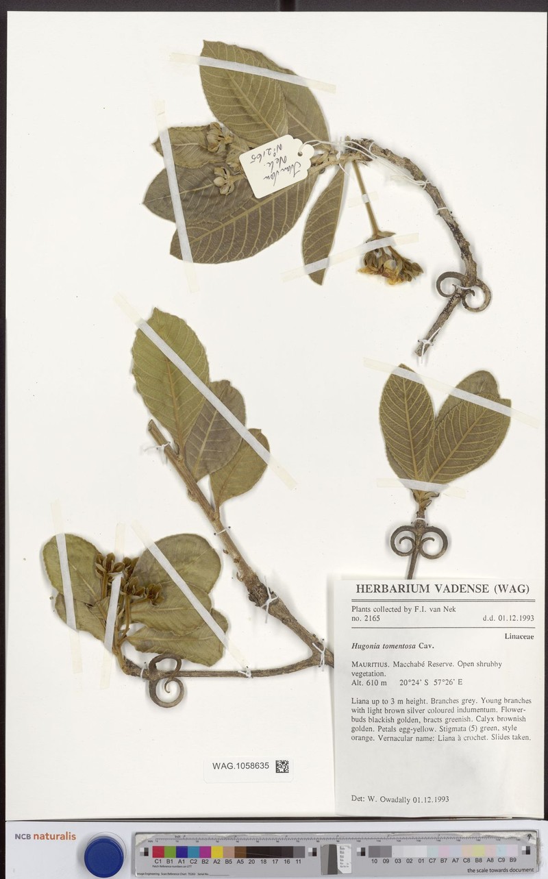 Hugonia tomentosa photo 3