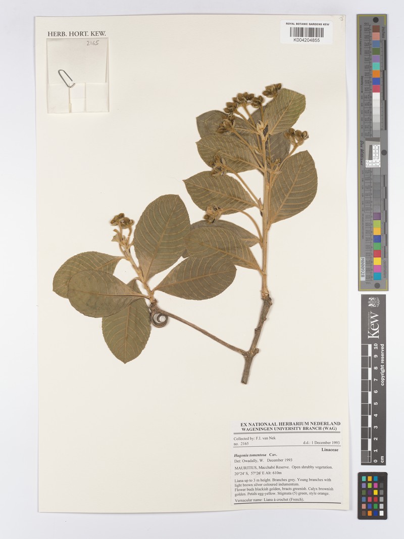 Hugonia tomentosa photo 4