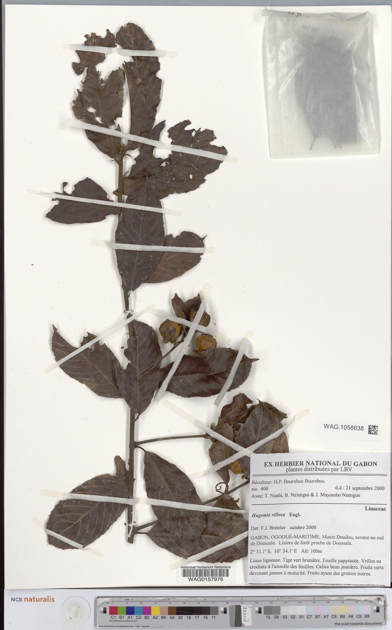 Hugonia villosa