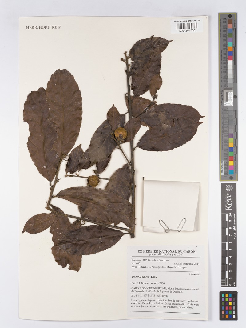 Hugonia villosa photo 2
