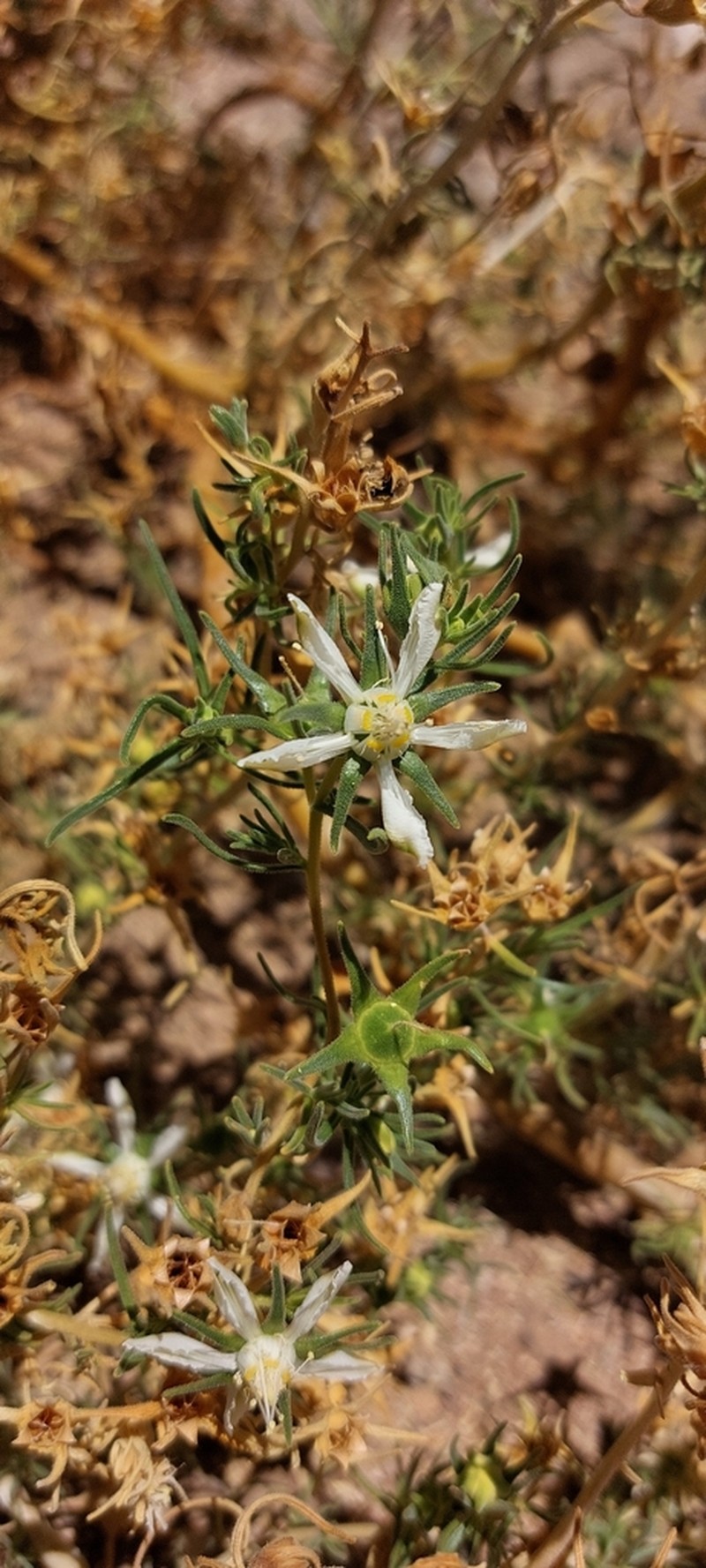 Huidobria chilensis photo 4