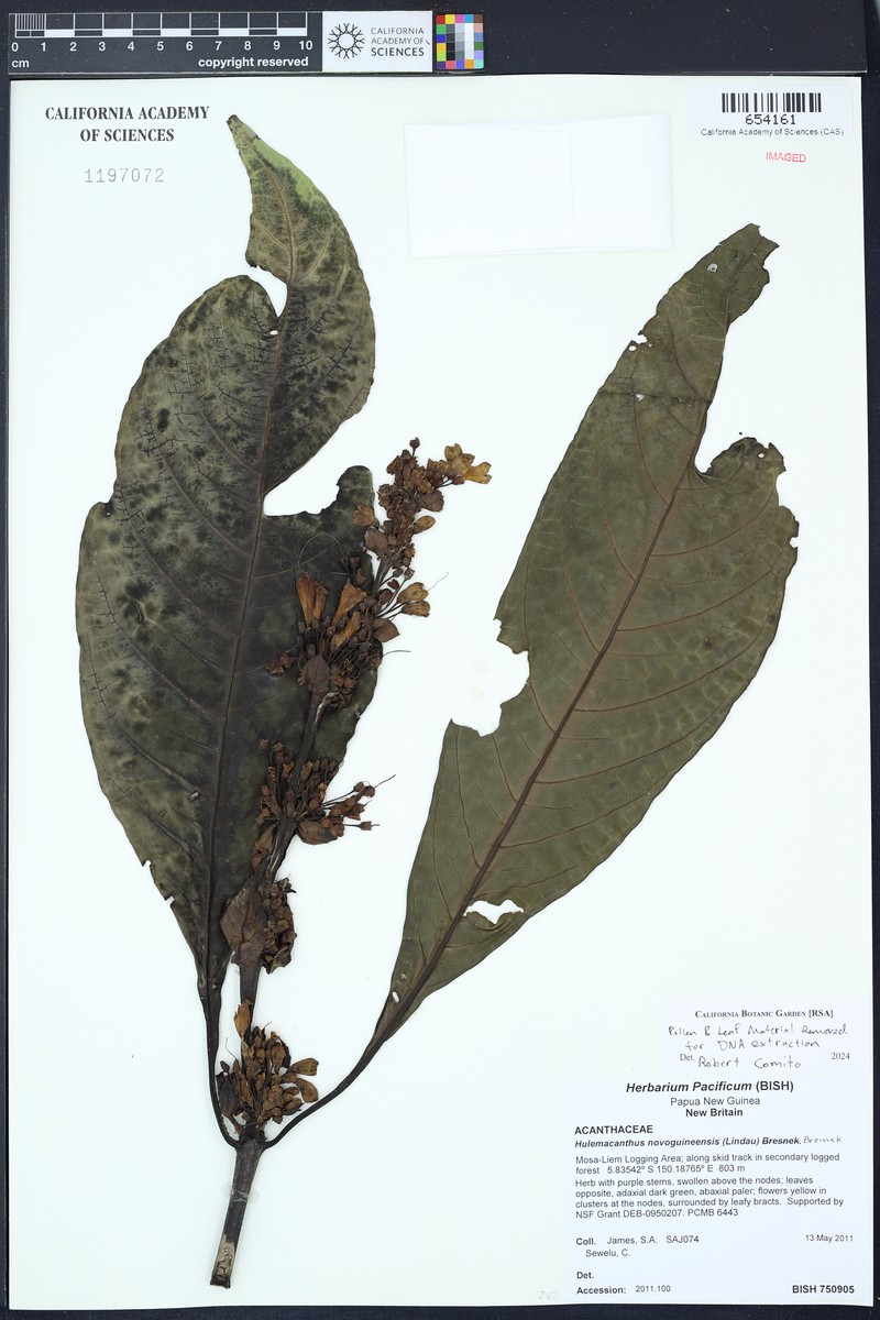 Hulemacanthus novoguineensis