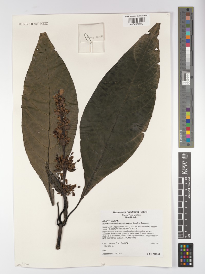 Hulemacanthus novoguineensis photo 2