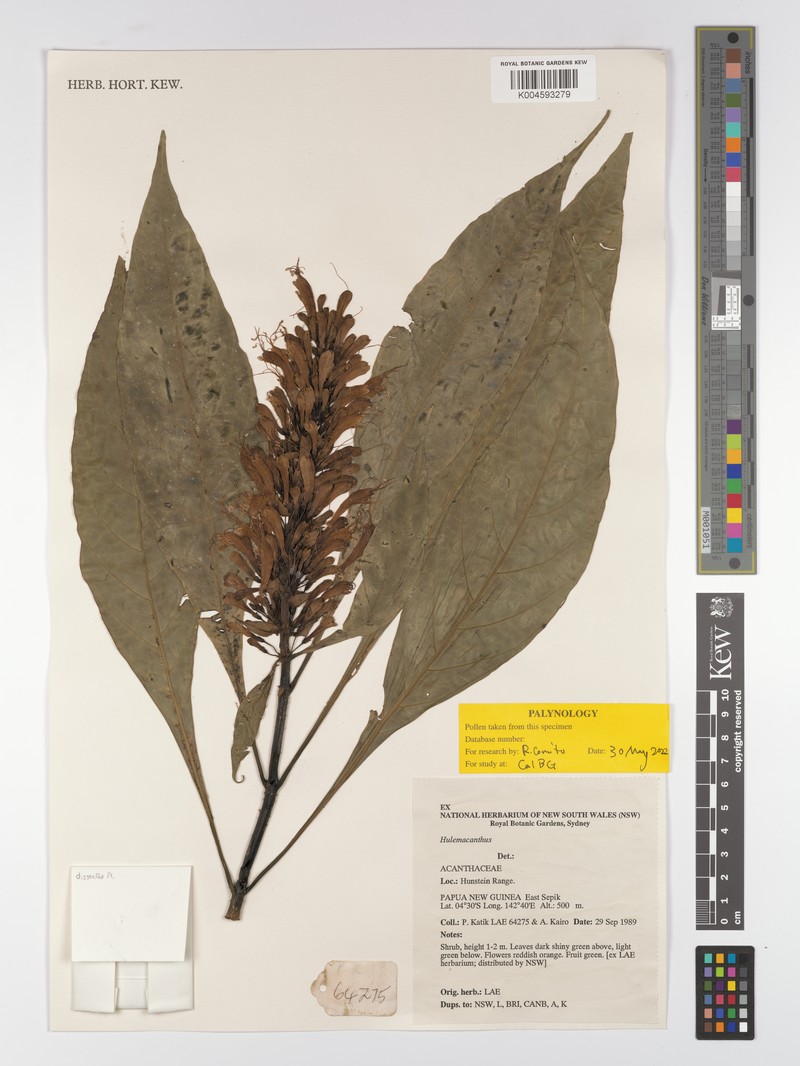 Hulemacanthus novoguineensis photo 3