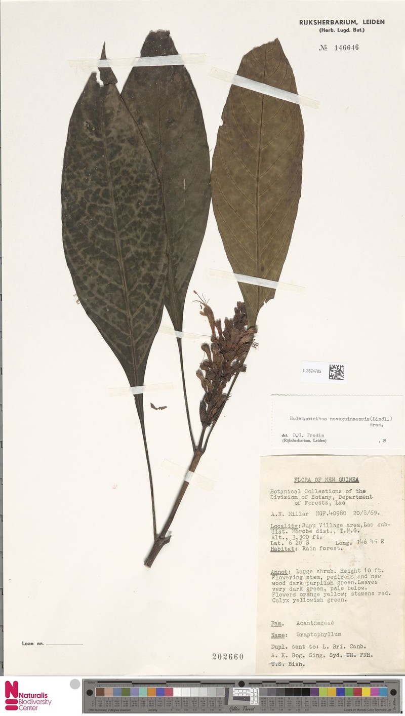 Hulemacanthus novoguineensis photo 4