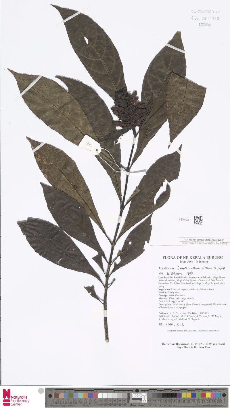 Hulemacanthus whitei