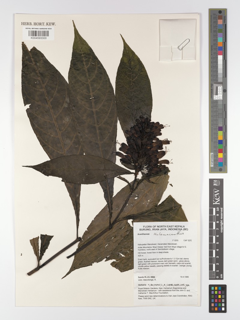 Hulemacanthus whitei photo 2