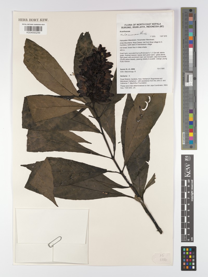 Hulemacanthus whitei photo 3