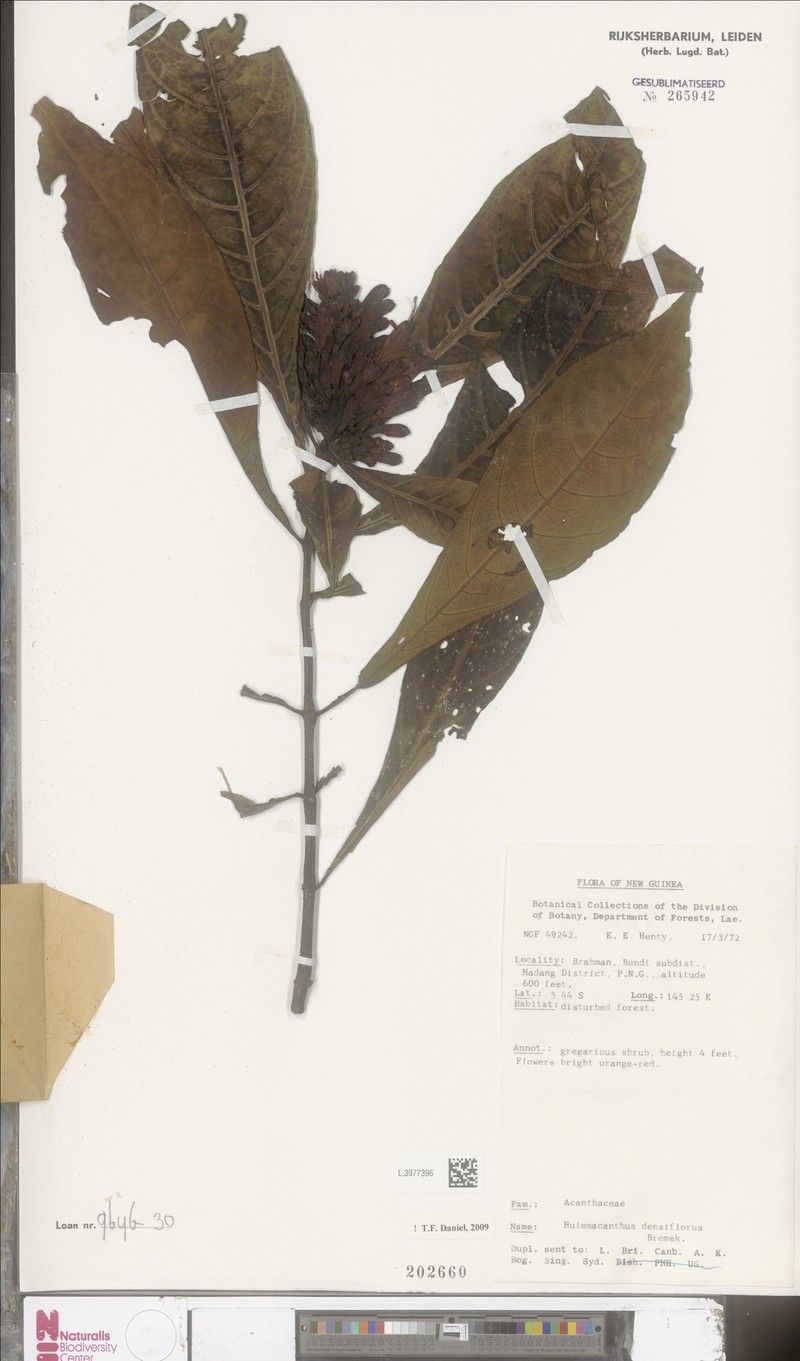 Hulemacanthus whitei photo 4
