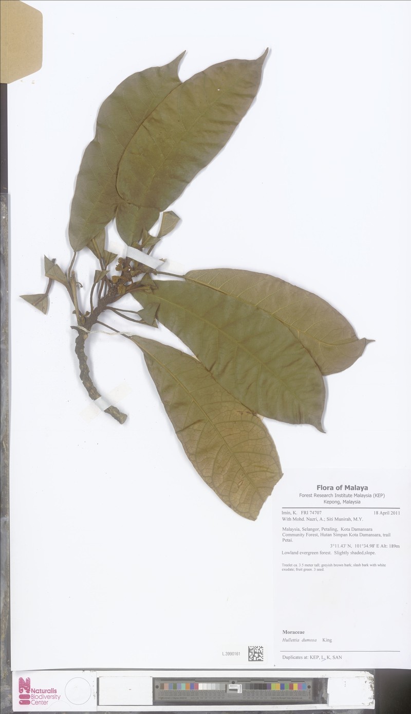 Hullettia dumosa