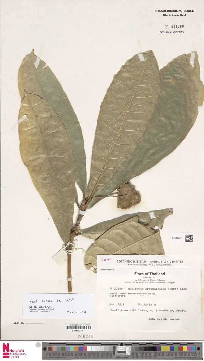 Hullettia griffithiana