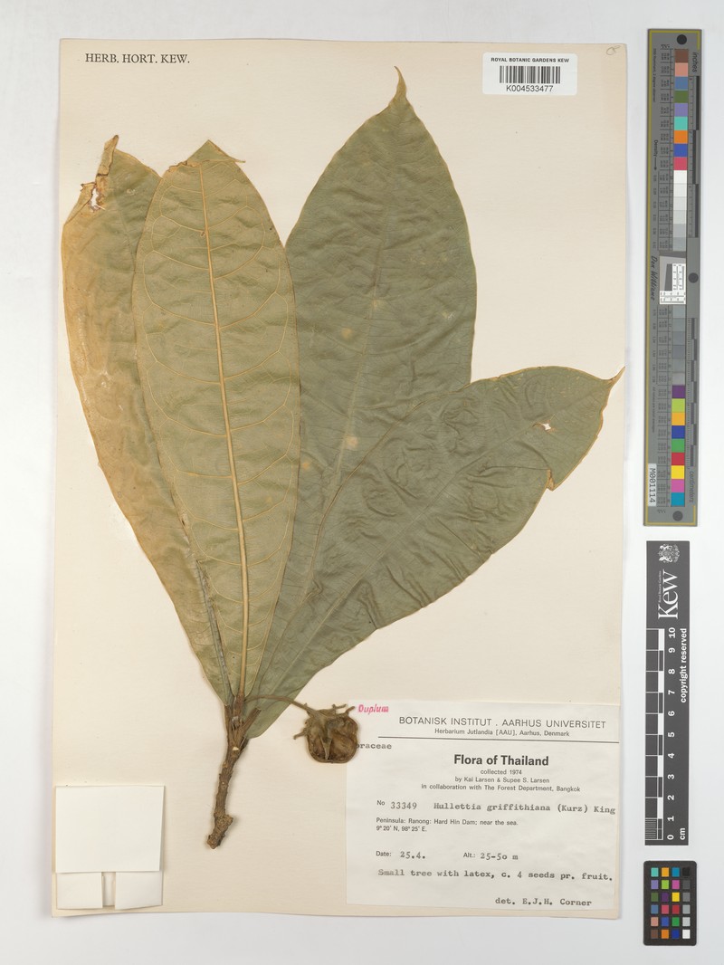 Hullettia griffithiana photo 2