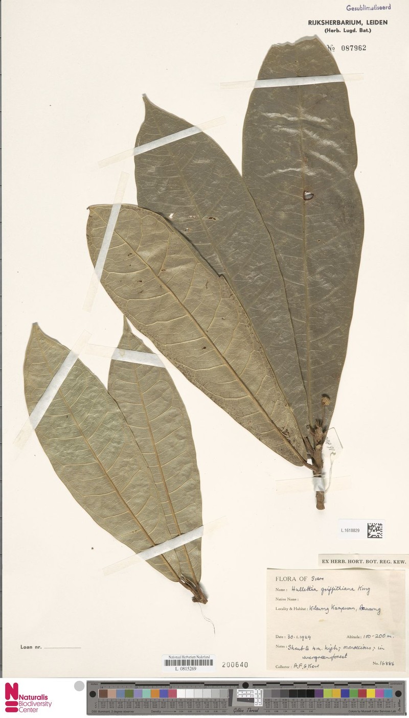Hullettia griffithiana photo 3