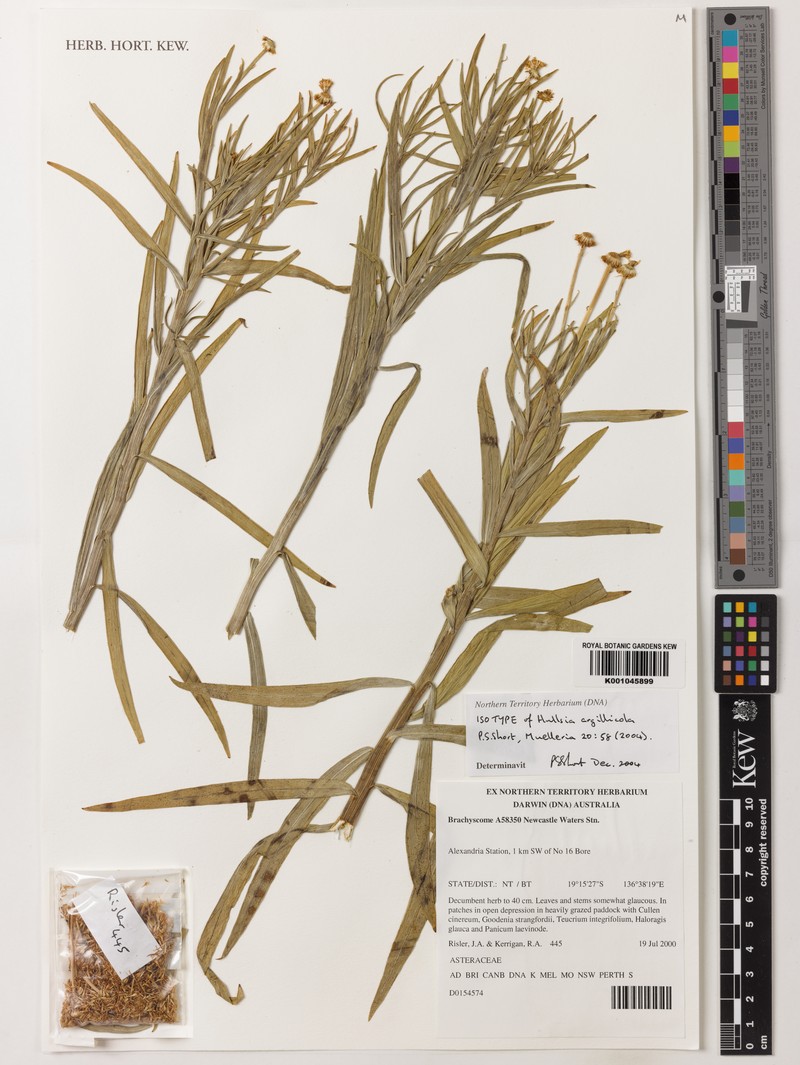 Hullsia argillicola
