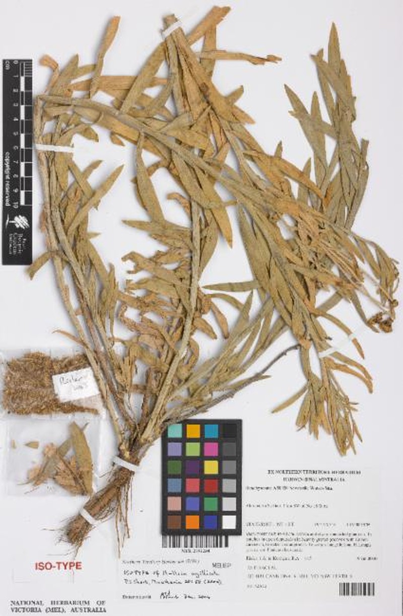 Hullsia argillicola photo 2