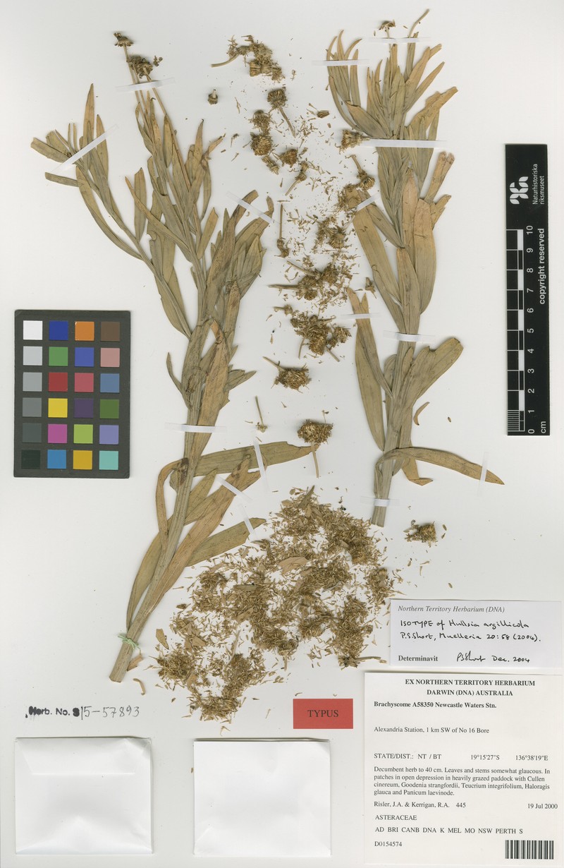 Hullsia argillicola photo 3